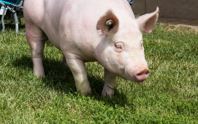 Iowa Pork Producers consider possible threat from plant-based ‘Impossible Pork’ (audio)