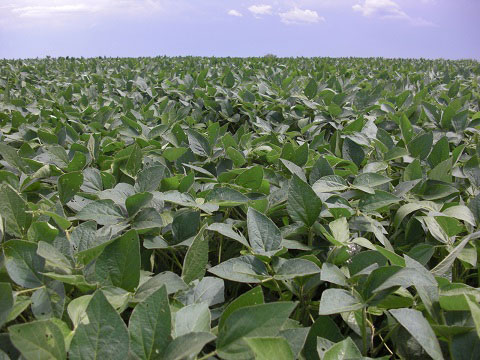 Soybean producers return from trip to Bangladesh and Pakistan